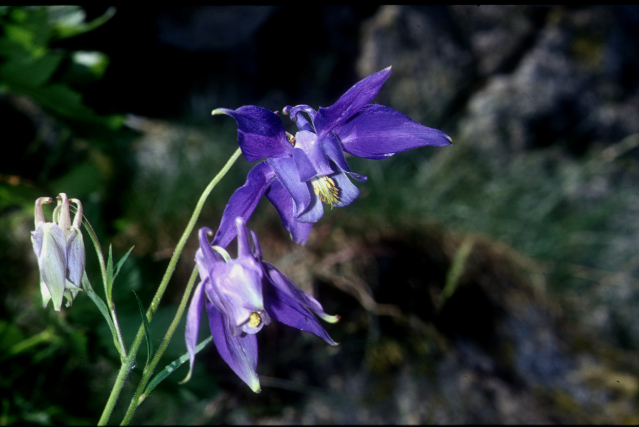 Aquilegia alpina / Aquilegia maggiore